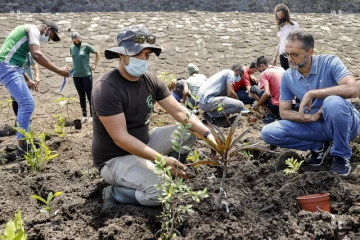 Saint-Pierre : 600 plants au coeur du site d'EDF 