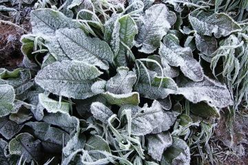 Givre plaine des cafres 