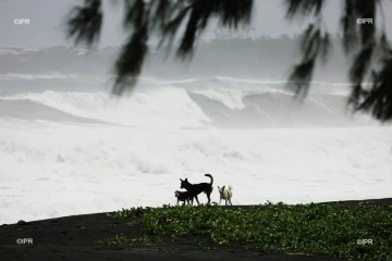 chiens 