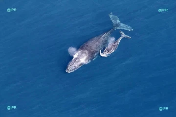 Baleines 
