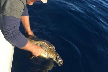 Saint-Pierre - Une nouvelle tortue retrouvée morte (Photos : DR)