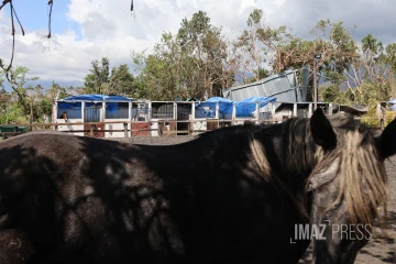 cyclone garance chevaux 