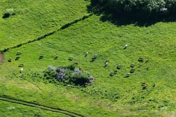 vaches 
