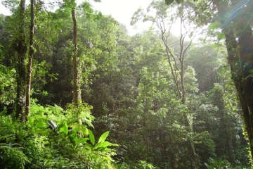 Covid-19 : le confinement levé dès le 8 décembre en Martinique 