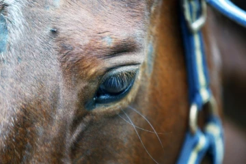 chevaux 
