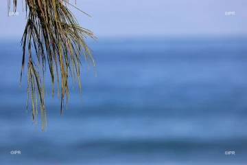 météo réunion 