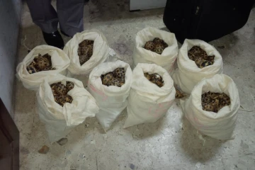 Tortues Madagascar