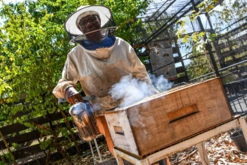 Le Port : les abeilles sentinelles sont à l'honneur