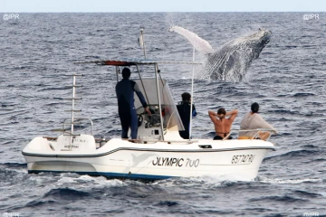 Baleines