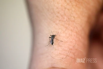 moustique 