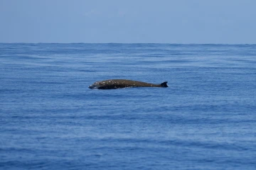 Globice : rare observation d'une baleine à bec d'oie au large de Langevin