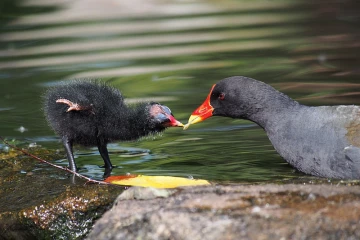 Poule d'eau