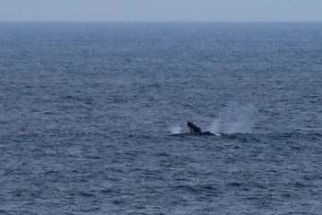 Baleines observées par le TCO