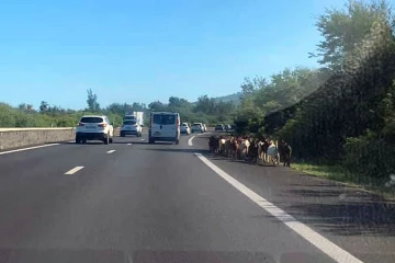 cabris sur la route l'étang-salé