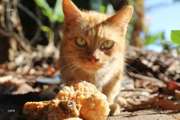 chat 