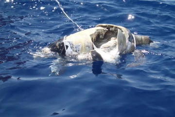 Tortue, Kélonia, cadavre, Baie de Saint-Paul, hélice de bateau