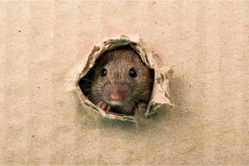 Invasion de rats