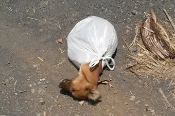 Petit chiot retrouvé au port dans un sac plastique