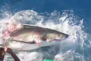 Requin blanc 