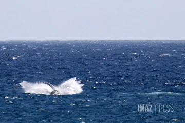 Baleines saint-denis 