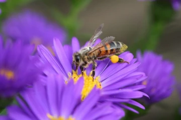 journées abeilles