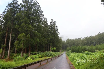 forêt de bébour bélouve 