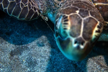 Une jeune tortue récupérée par Kélonia blessée par du fils de pêche