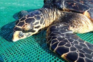 Une tortue verte découverte en baie de St Paul