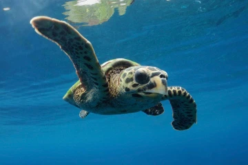 Miti, petite tortue libérée par Kélonia