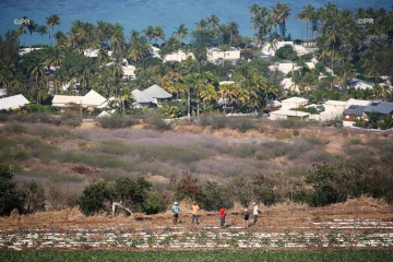 canne et urbanisation 