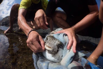 Les Amis du Cap relâchaient le fugu à Saint-Paul. (Photos Thierry Peres)