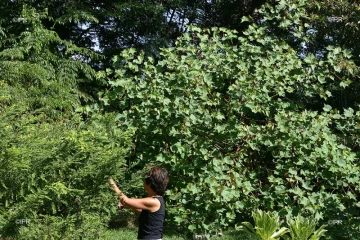 jardins 