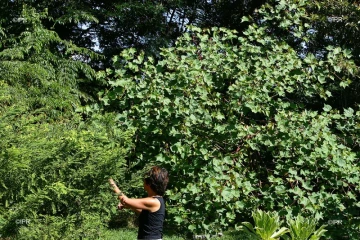 jardins 