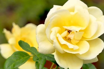 Fleurs