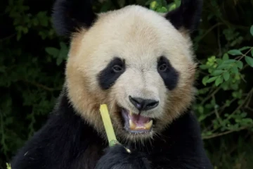 Yuan Meng, le premier panda né en France en 2017 a quitté le ZooParc de Beauval (Loir-et-Cher) pour rejoindre la Chine ( AFP / GUILLAUME SOUVANT )