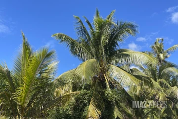 soleil ciel bleu et cocotiers