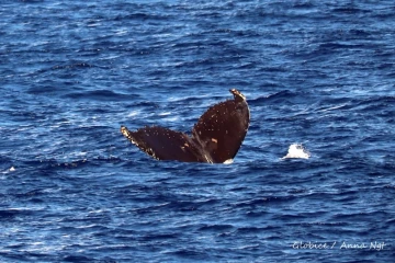 baleines et dauphin observé à saint-gilles juin 2022