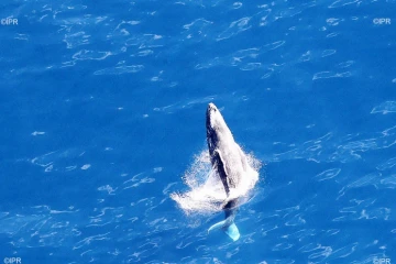 baleines 2017