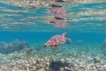 La Saline-les-bains : une tortue imbriquée dans le lagon