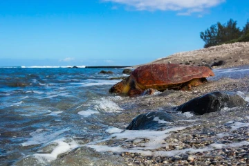 Remise à l\'eau de la tortue Flora 