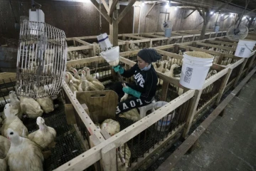 Le gavage des canards à Ferndale (New York), où se trouve l'exploitation Hudson Valley Foie Gras