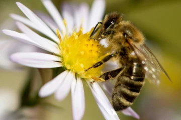 L'association Générations Futures a bataillé à Nice pour obtenir du tribunal administratif le gel de l'autorisation de vente de deux nouveaux pesticides en raison des risques pour la santé des abeilles