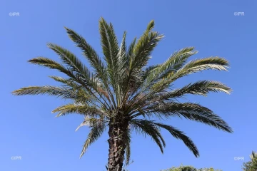 Météo Réunion