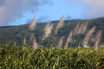 fleurs de canne à sucre 