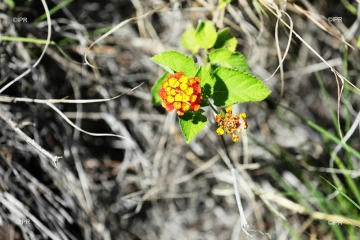 fleurs