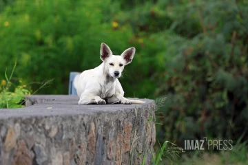 chien errant 