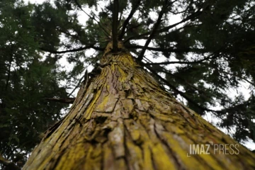 Forêt de Cryptomerias