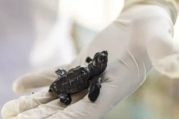 Un bébé tortue, sauvé par des bénévoles du centre de conservation marine Dekafok à Manavgat, le 14 juillet 2024 ( AFP / KEMAL ASLAN )