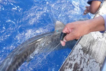 Requin marqué