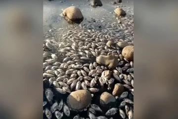 Des centaines de poissons morts retrouvés à l'Etang du Gol 